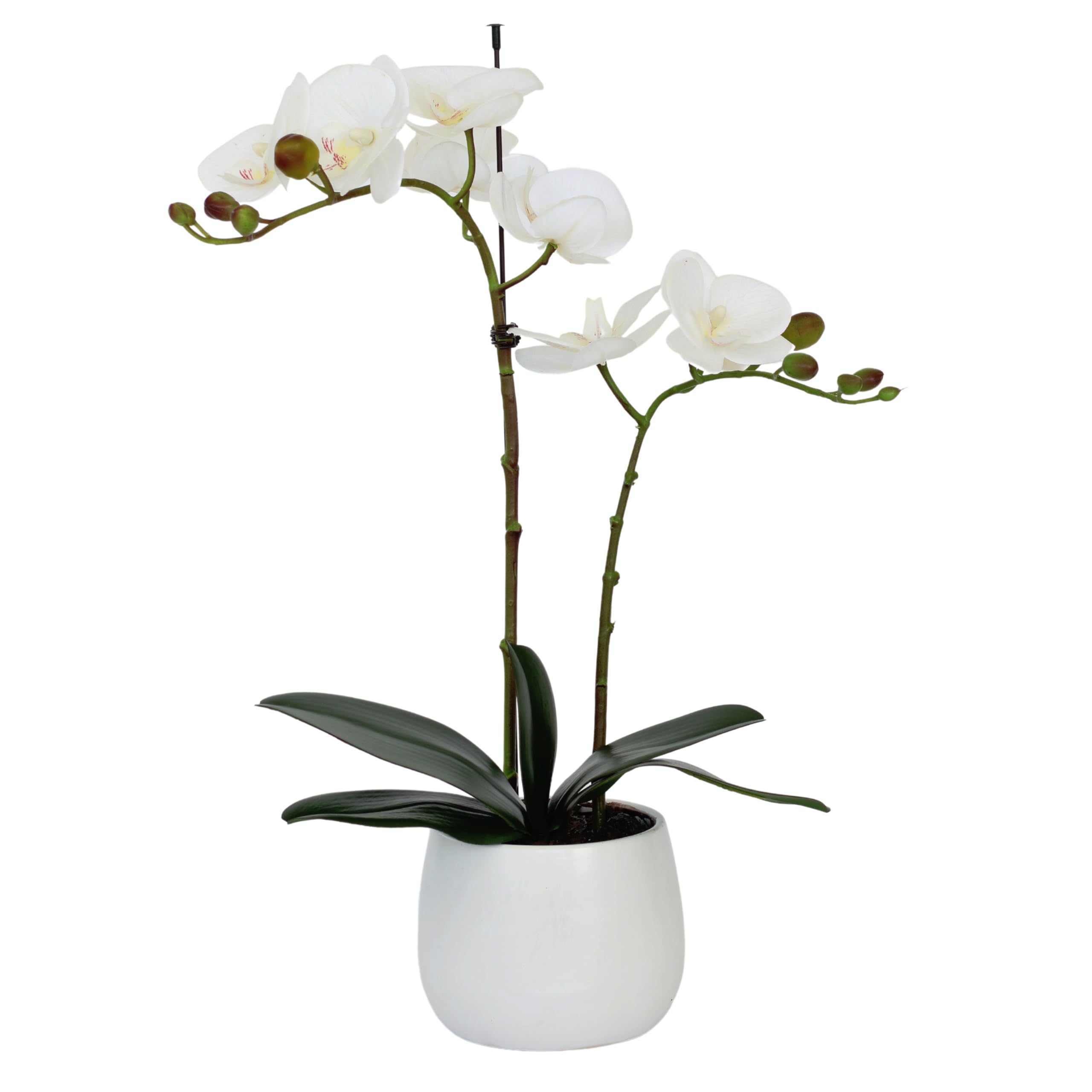 Elegant Double Stem White Real Touch Artificial Potted Orchid (46cm) in Round White Ceramic Pot
