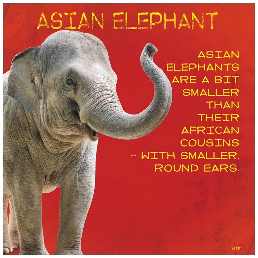 Tree-Free Greetings Premium Refrigerator Magnet, 3.5 x 3.5 Inches, Asian Elephant Themed Wildlife Art (62937), Steel