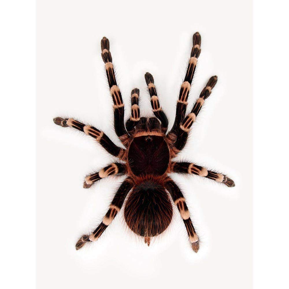 Wee Blue Coo Redknee Tarantula Spider Arachnid Art Print Poster Wall Decor 12X16 Inch