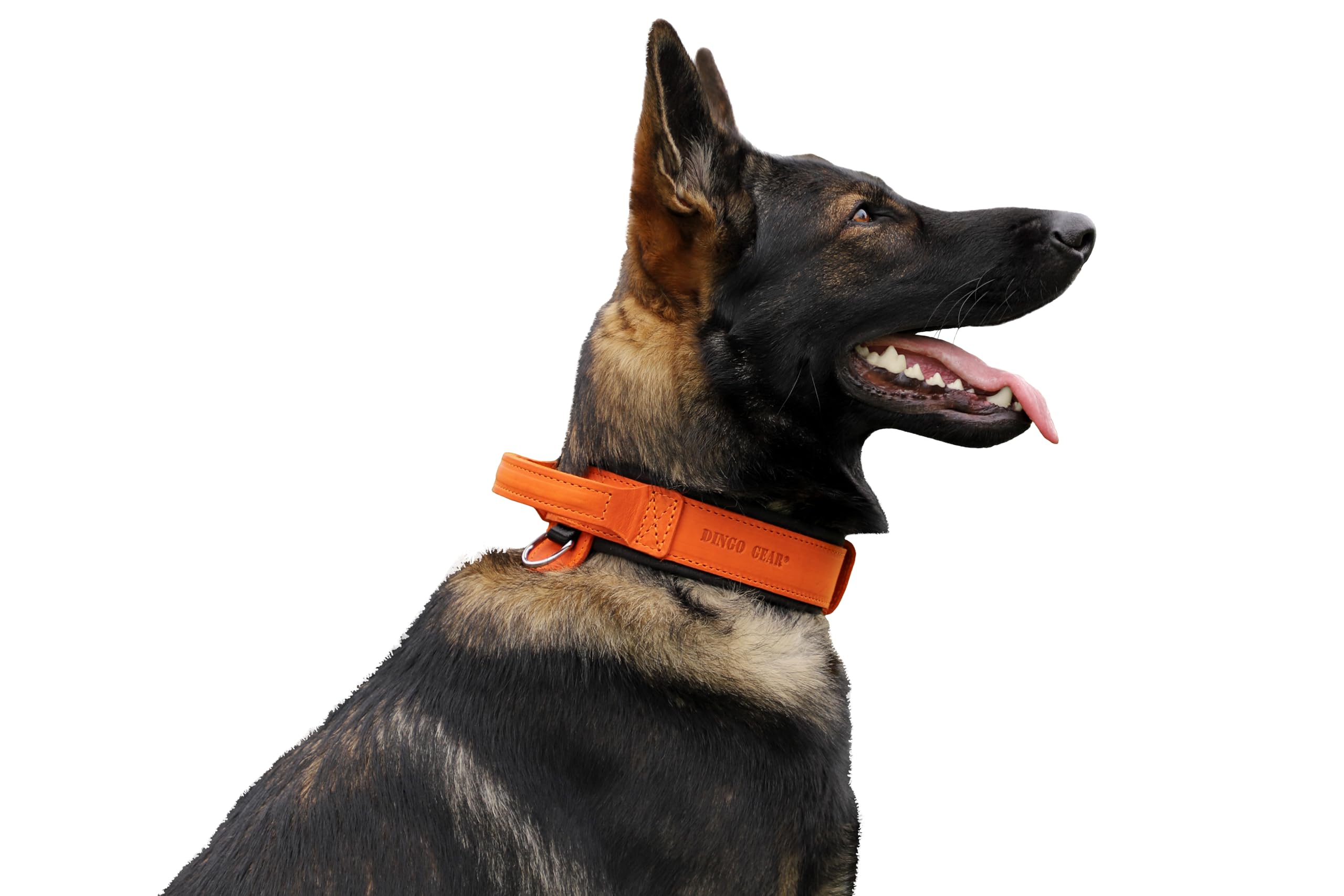 DINGO GEAR Drago Leather Dog Collar, Amortized with Strong Wide Handle, Handmade, Neck Girth 56-64 cm, for Training and Walks, Pull Protection, Soft Padding, Orange (S03922)