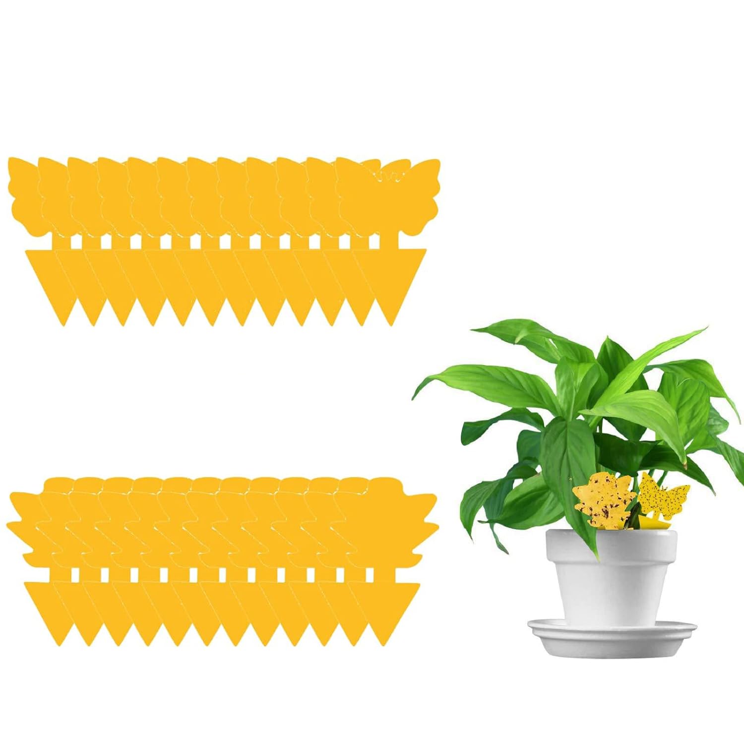 AMZFUK Pack 24 Yellow Sticky Traps Fungus : 60x Sticky Fly Trap For Indoor Plant – Yellow Sticky Fly Traps – Fungus Killer – Fruit Fly Trap, Non-Toxic, Waterproof