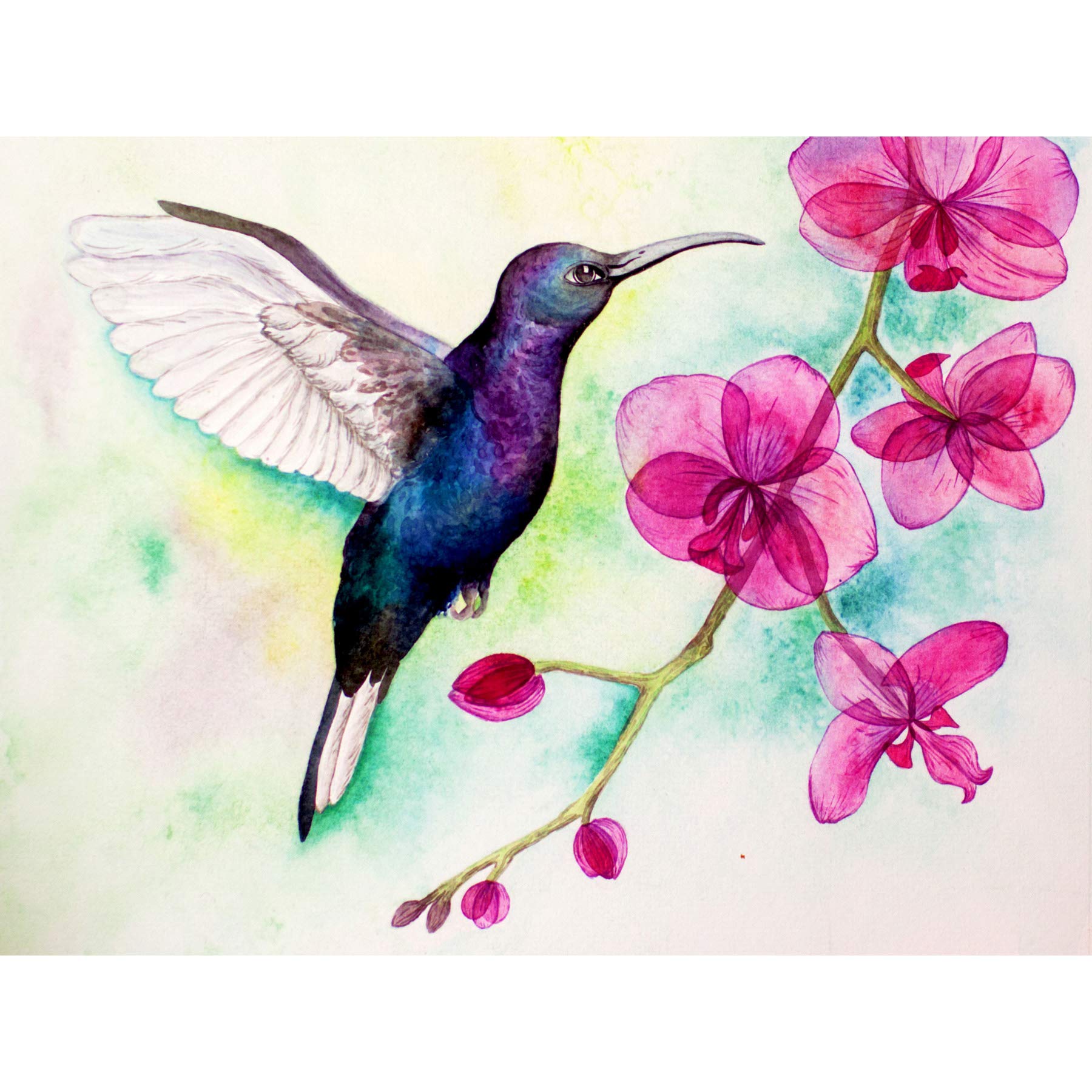 Wee Blue Coo Hummingbird And Orchid Art Print Poster Wall Decor