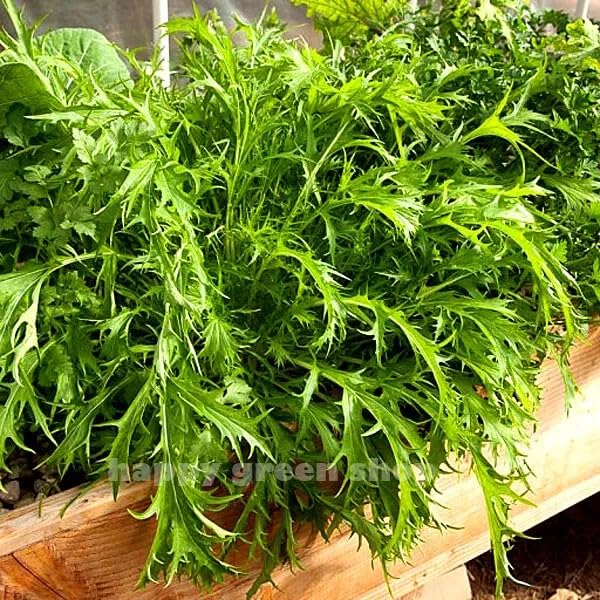 Mizuna - 1500 Seeds + Freebie + Plant Tag - Brassica rapa VAR. Japonica