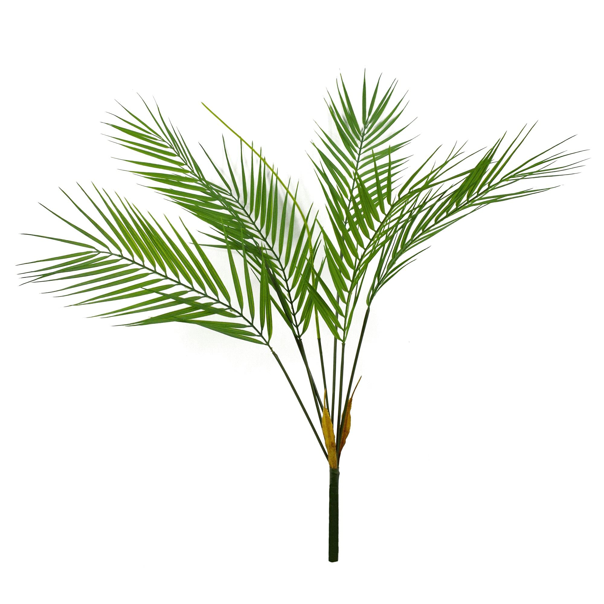 Leaf Design Palm Plants
