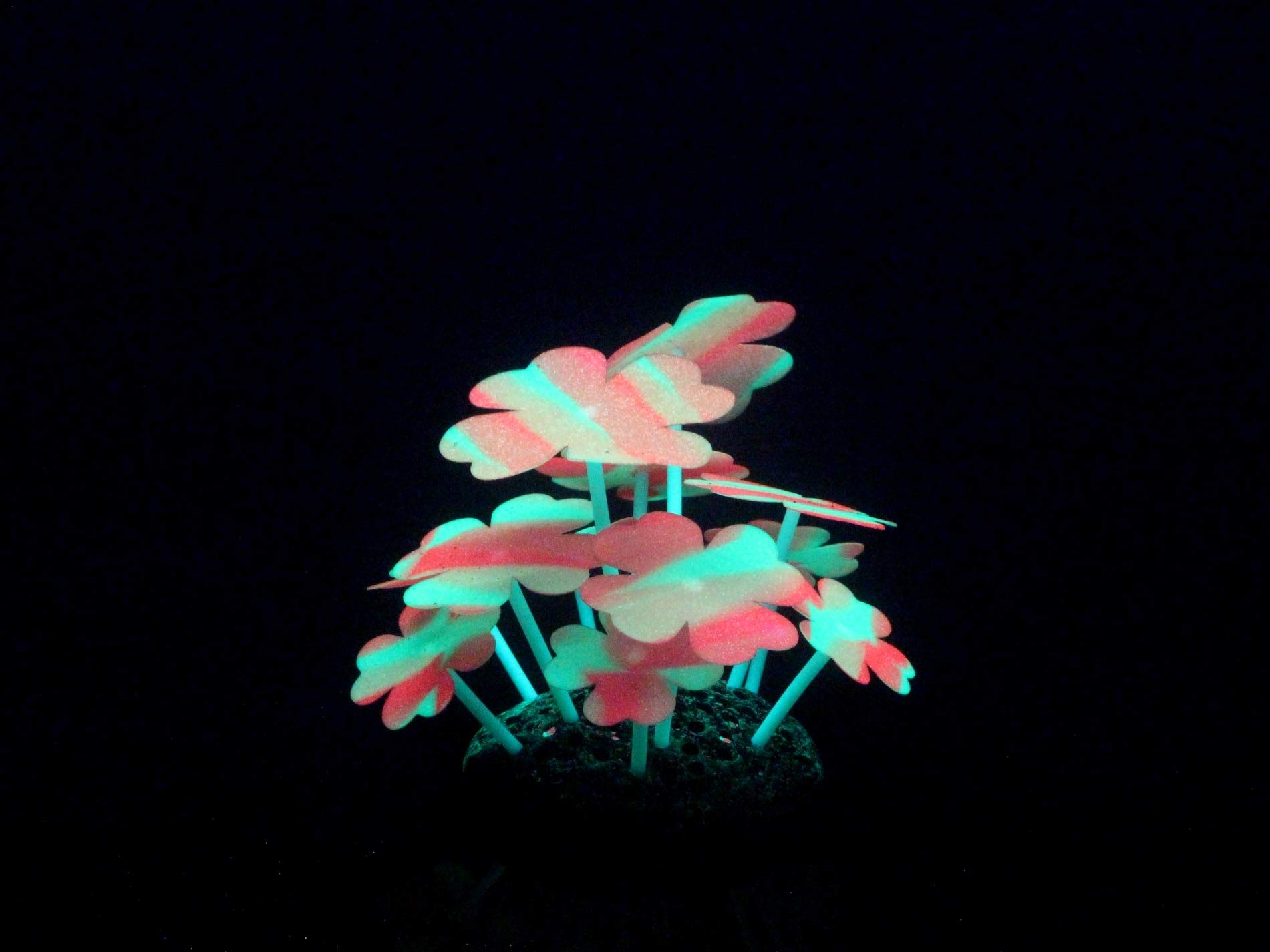 CLASSIC Aqua Lumo Aqua Lumo Silicon Fluorescent Clover Stripe Plant - Colours Vary