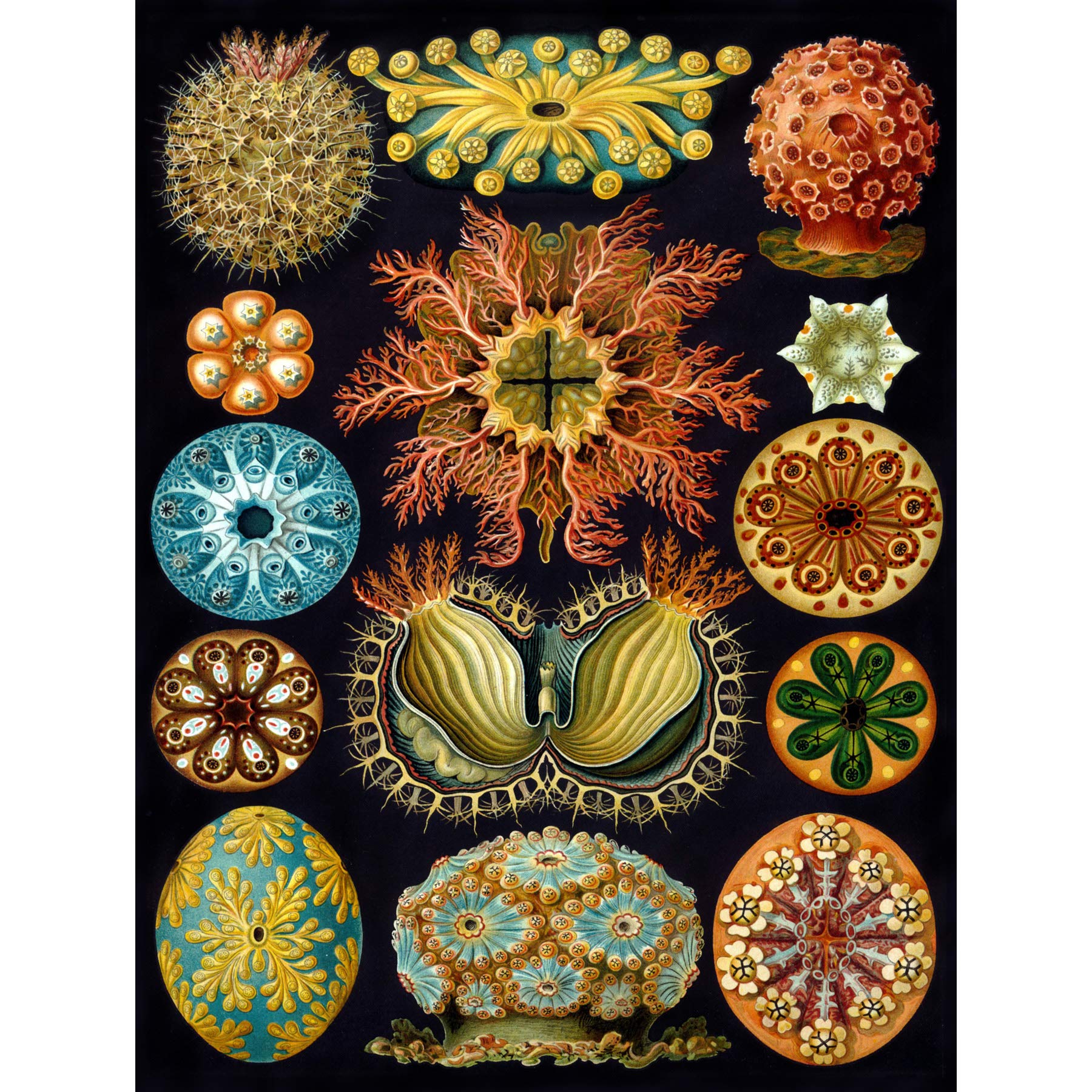 Bumblebeaver NATURE ART HAECKEL ERNST PLANKTON SEA BIOLOGY GERMANY VINTAGE POSTER PRINT 12x16 inch 30x40cm 877PY