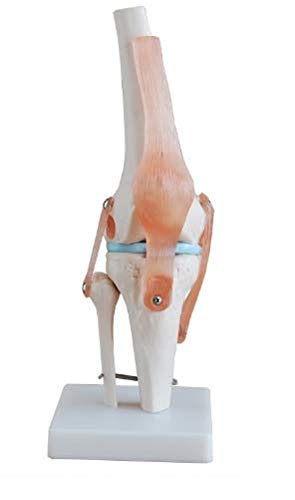 Patterson Life Size Knee Joint, Perfect for Enhancing Understanding in Educational and Clinical Settings, Constructed From PVC Plastic, Wipes Clean Easily