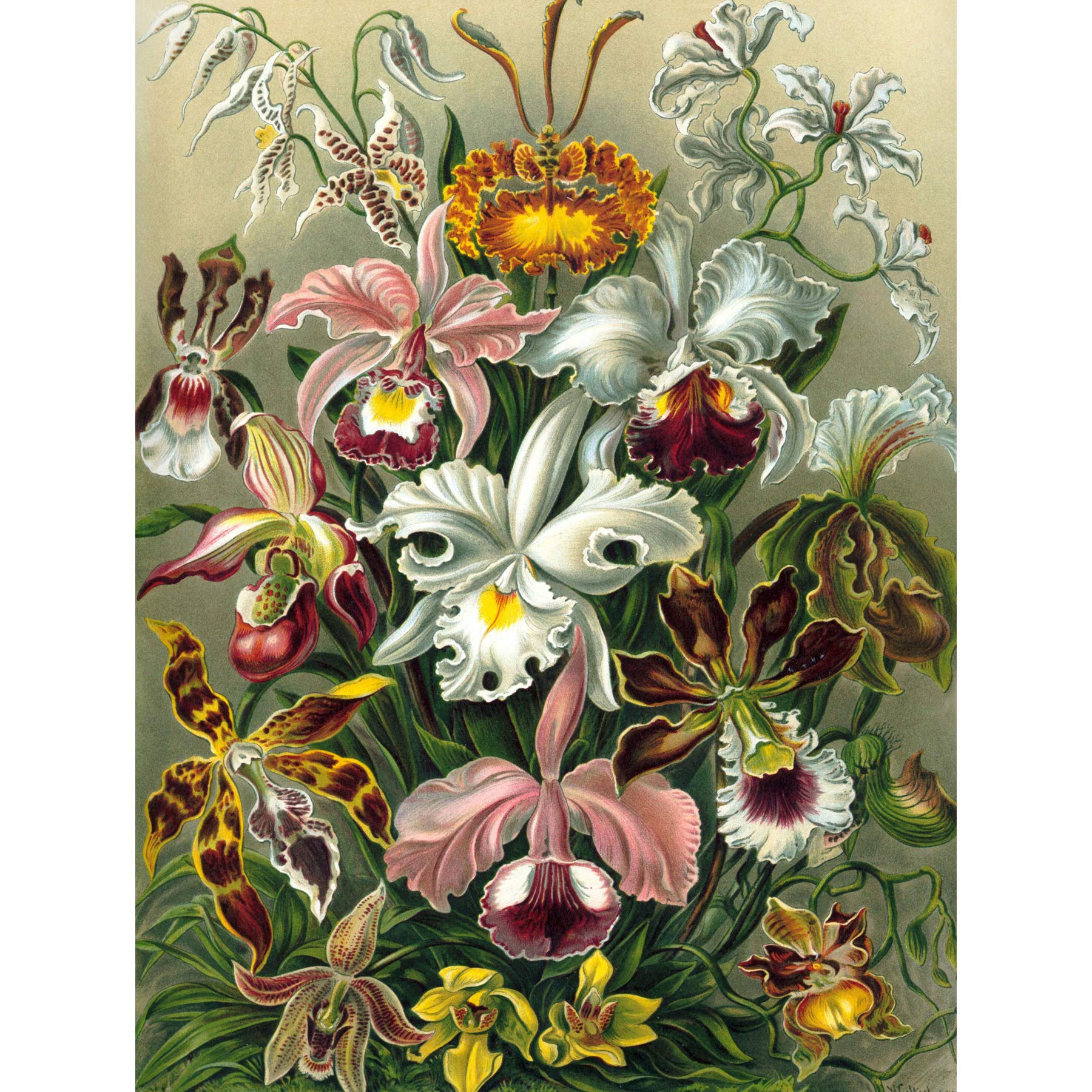 Bumblebeaver NATURE ART ERNST HAECKEL PLANT FLOWER BIOLOGY GERMANY VINTAGE POSTER PRINT 12x16 inch 30x40cm 870PY