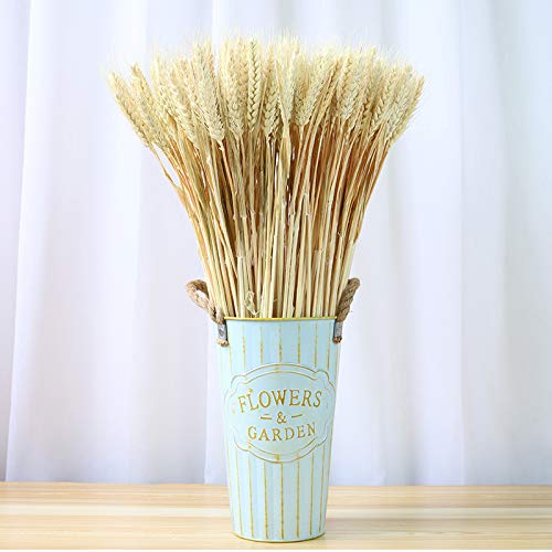 100pcs Artificial Flower Artificial Plant Large Wheat Dried Flowers Natural Dried Wheat Sheaves, Dried Wheat Stalks Bunches, Real Wheat for Wreath Supplies DIY Home Table Wedding Xmas Decor (White）